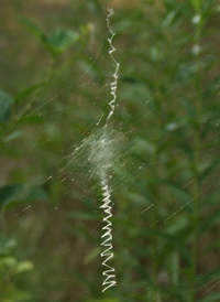 Yellow Garden Spider